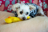 Teddy 1