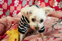 Teddy 4