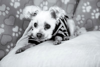 Teddy 5 BW