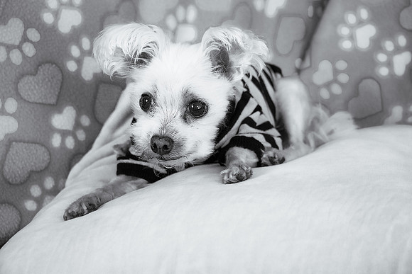 Teddy 5 BW
