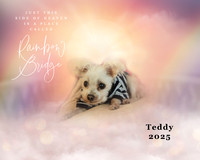Teddy Memorial 2