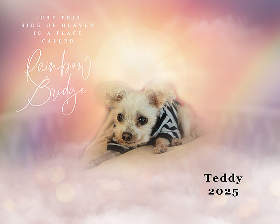 Teddy Memorial 2