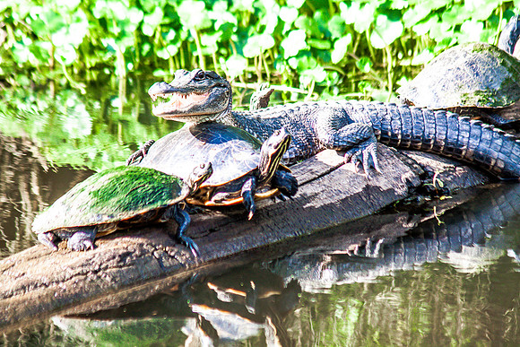 Gator and a few Pals